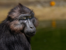 conan serge  Regard de singe  couleur animalier