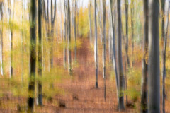 Coudun Jean-Luc, Couleurs d'automne, couleur, Paysage