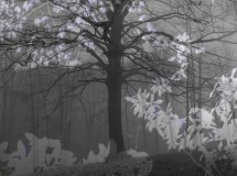 Coudun Jean-Luc, L'arbre, couleur, Paysage