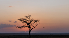 Remoadi Albert, Espace Royal, couleur, Paysage