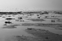de CUSSY Bruno, de- CUSSY_Bruno_Baie-de-Somme, monochrome, Paysage
