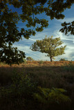 MENSLER_Michel-Arbre