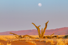 Remoadi_Albert_Calice-a-la-lune