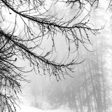 VICARI_Alain_foret-enneigee