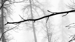 VICARI_Alain_jour-de-brume