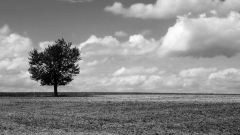 de-Cussy-Bruno-Arbre-Martagny