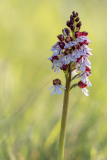 2_CHAPEL_Martine_Orchidee