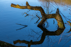 2_FEDERLE_Didier_araignee-arbre-copie