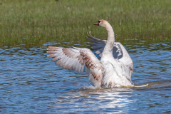 2_FEDERLE_Didier_le-lever-du-cygne