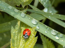 3_LEQUEUX-Jean-Michel-coccinelle