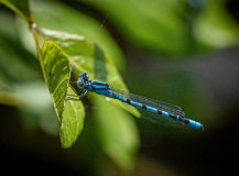 3_LEQUEUX-Jean-Michel_libellule_bleue