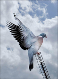 3_LEQUEUX-Jean-Michel_pigeon
