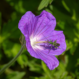 3_LEQUEUX_Jean-Michel_insecte_dore