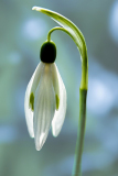 3_Le_Bourhis_Josette-perce-neige