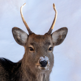 3_Meicler_Philippe-Sika