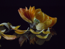 0008-HERVIEU-Isabelle-Yellow