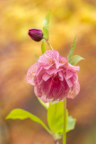 0014-REMOADI-Albert-Hellebore