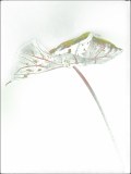 0019-CHERON-Francoise-Calladium