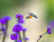 0054-AUTHIE-Anne-Lise-Un-air-de-colibri