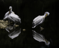 0062-WINTERHALTER-Elizabeth-X2-pelicans