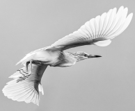 0004-REMOADI-Albert-Crabier