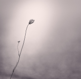 0008-AUTHIE-Anne-Lise-Fragile