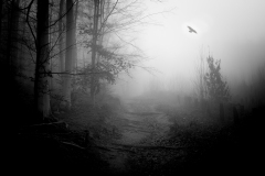 0011-COUDUN-Jean-Luc-Brume