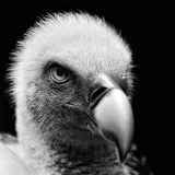 0016-CHERON-Francoise-Concentre