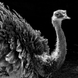 0016-WINTERHALTER-Francois-Emeu