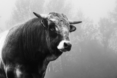 0036-dE-CUSSY-Bruno-De-CUSSY-Bruno_Taureau-Aubrac
