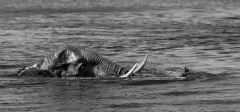 0053-REMOADI-Albert-Sa-trompe