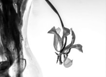 0061-MARY-Corinne-Nature-morte