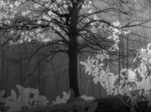 0071-COUDUN-Jean-Luc-Arbre