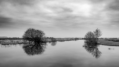 0071-FOURNIER-Laurence-Marais-blanc