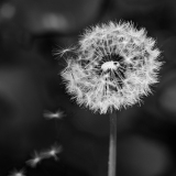 0085-CHAPEL-Martine-Au-gres-du-vent