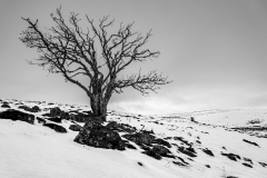 0108-CHAPEL-Martine-Seul-dans-la-neige