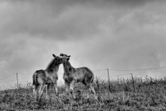 0108-DARNAULT-Assunta-Chevaux-joueurs