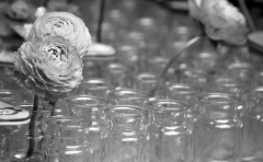 0108-DURAND-PASCALE-Roses