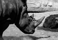 0108-WINTERHALTER-Francois-Rhino-et-roche