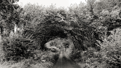 0121-MEICLER-Philippe-Sous-bois