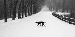 0021-COUDUN-Jean-Luc-Dans-la-neige