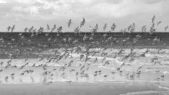 0069-GOAVEC-Martine-Les-Oiseaux