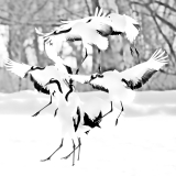 0075-MEICLER-Philippe-Les-grues