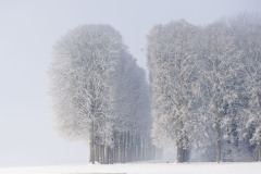 0006-SCHOENTGEN-Pierre-Andre-Matin-magique