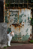 0010-dE-CUSSY-Bruno-De-CUSSY-Bruno_Chat-escargot