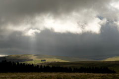 0014-dE-CUSSY-Bruno-De-CUSSY-Bruno_Aubrac-menacant