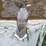 0017-GAUBIN-Sylvie-Martin-de-java