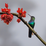 0017-REMOADI-Albert-Colibri-insigne
