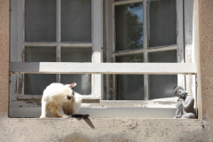 0032-LAGADEC-Thierry-Chat