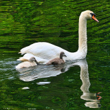 0045-KOSS-Mario-Le-cigne-et-ses-petits